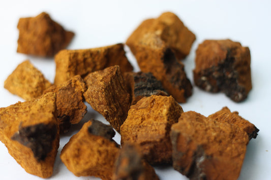 Chaga mushroom supplement for immune support and antioxidant protection