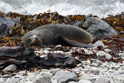 The Remarkable Health Benefits of Atlantic Dulse